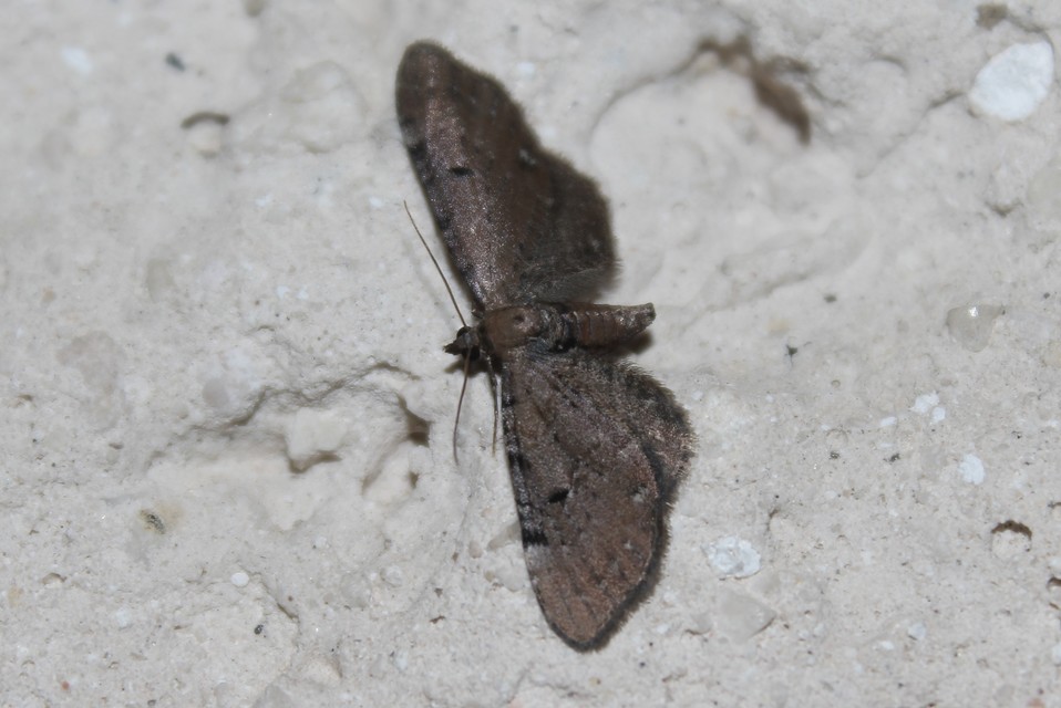 Eupithecia absinthiata - üröm-törpearaszoló