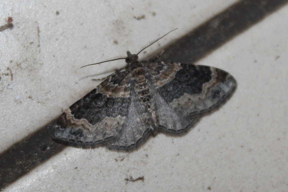Xanthorhoe ferrugata - kerti tarkaaraszoló
