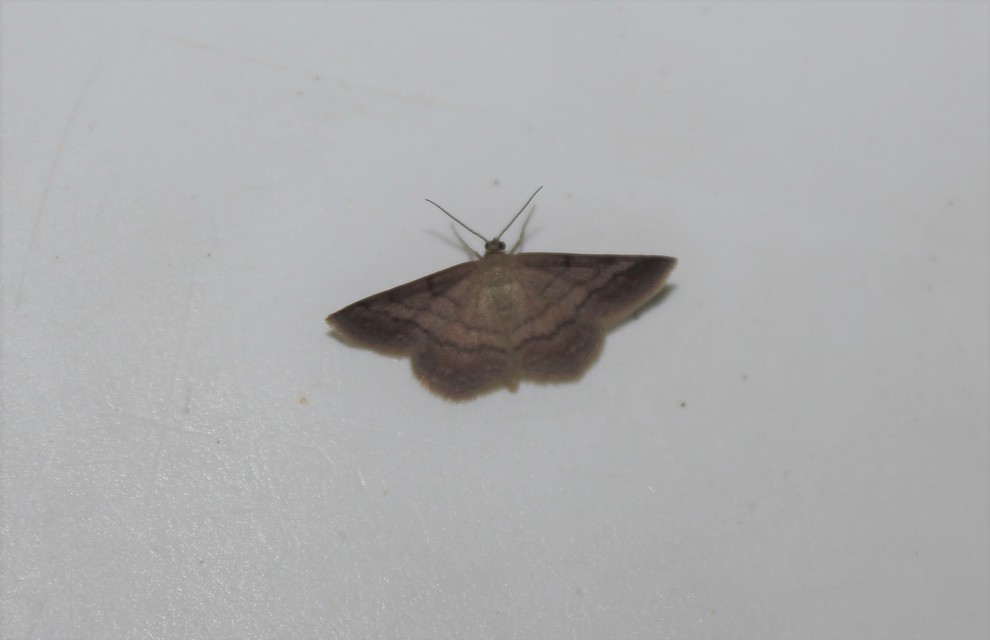 Scopula rubiginata - réti pirosaraszoló