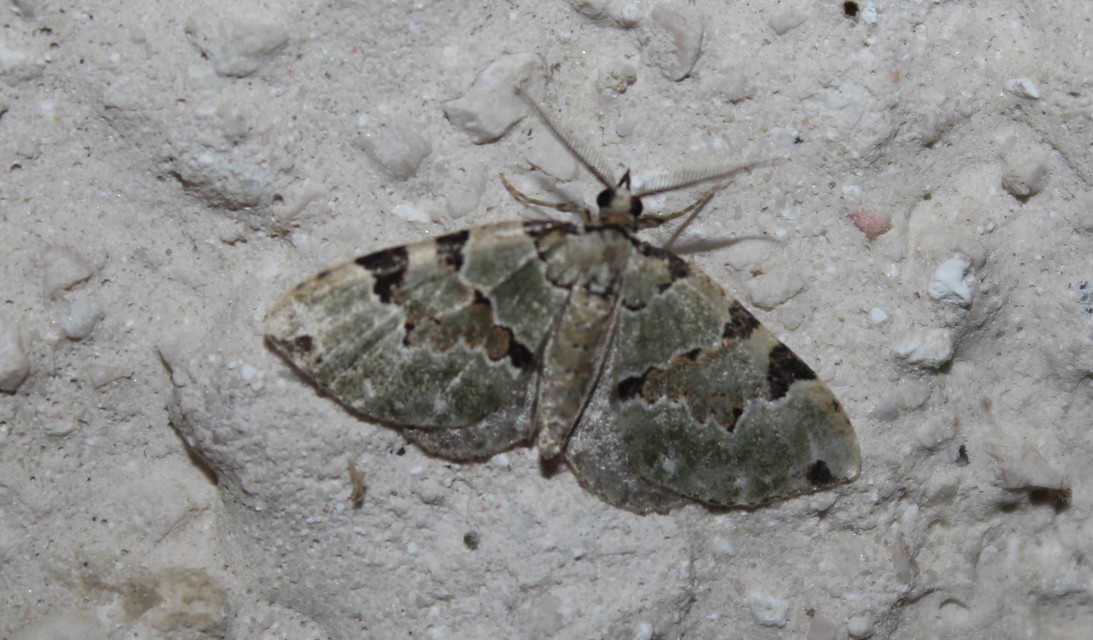 Colostygia pectinataria - zöld levélaraszoló