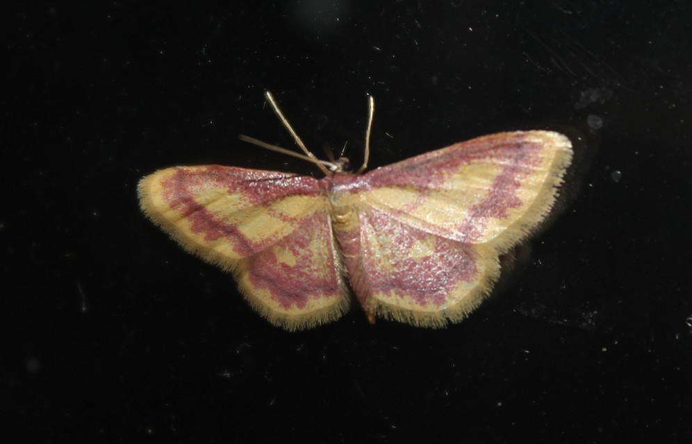 Idaea muricata - mocsári pirosaraszoló
