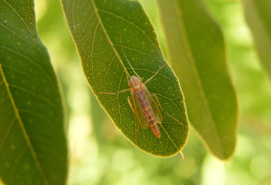 Chironomidae - árvaszúnyogok
