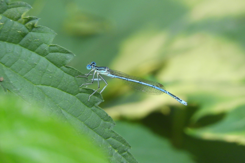 Platycnemis pennipes - széleslábú szitakötő