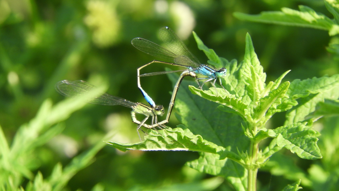 Ischnura elegans pontica - kéköves légivadász
