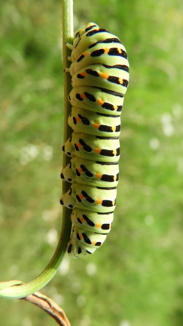 Papilio machaon - fecskefarkú lepke