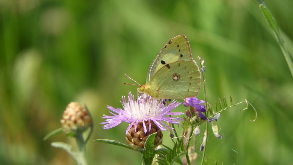 Colias erate - csángó-kéneslepke