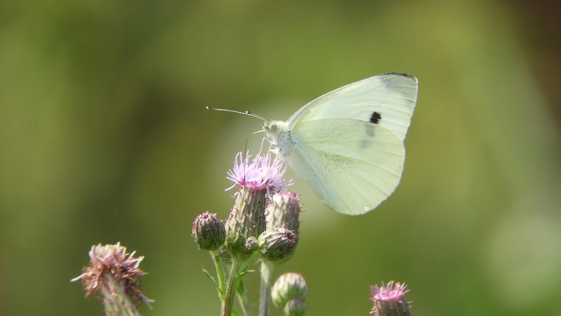 Pieris rapae - répalepke