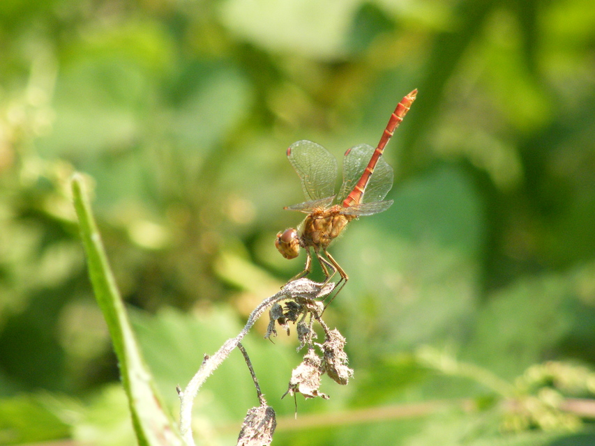 Sympetrum meridionale - fakó katona-szitakötő
