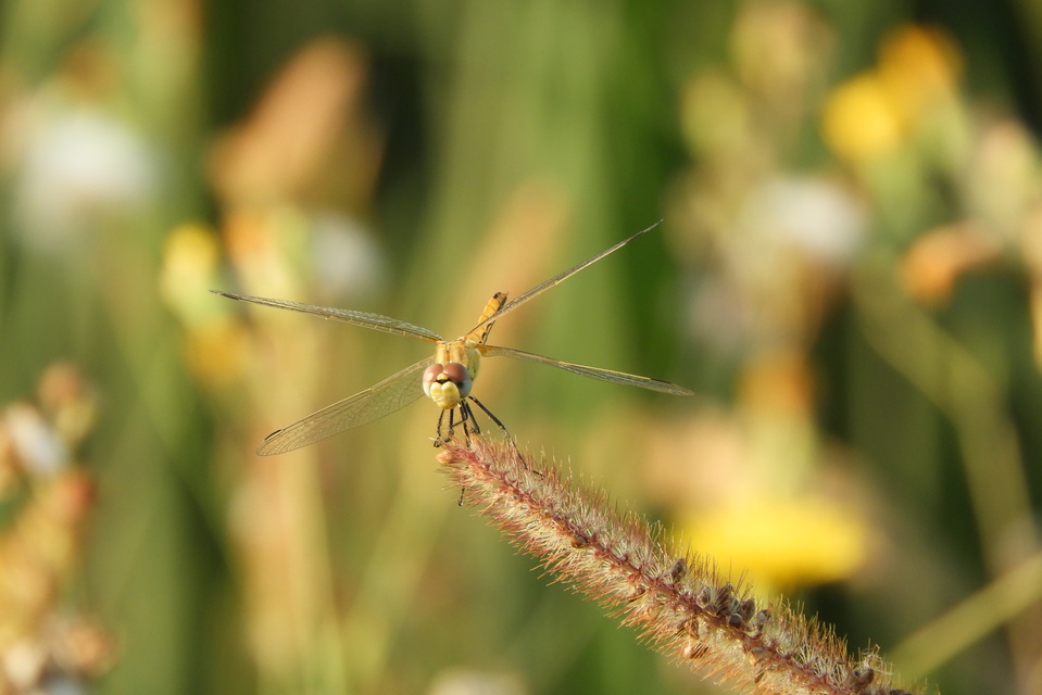 Sympetrum fonscolombii - vándor katona-szitakötő