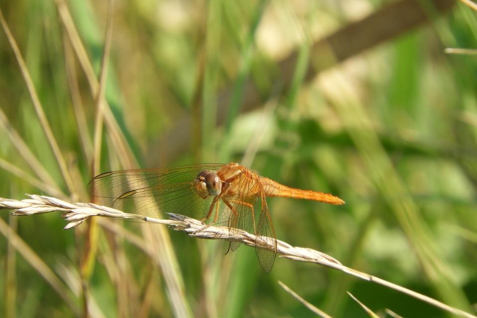 Crocothemis erythraea - skarlát szitakötő