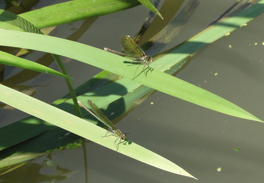Calopteryx splendens - sávos szitakötő