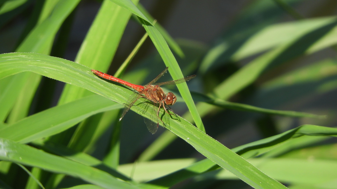 Sympetrum striolatum/vulgatum