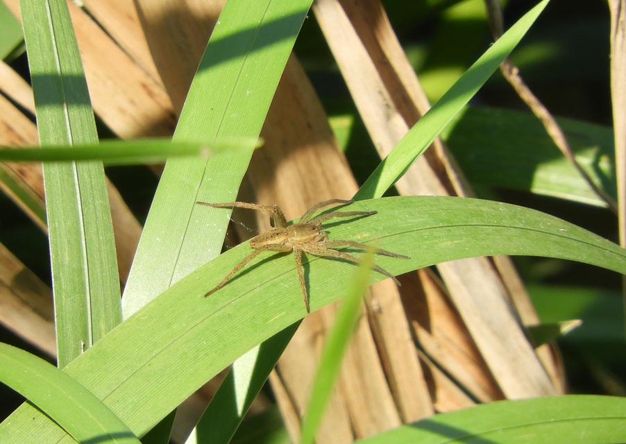 Dolomedes plantarius/fimbriatus