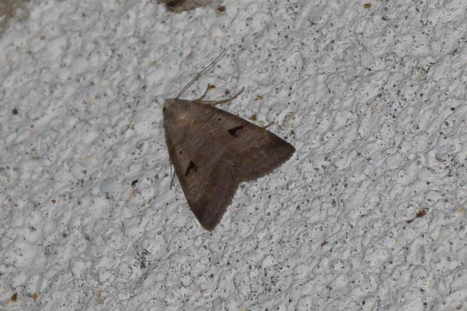 Lygephila pastinum - közönséges csüdfűbagoly