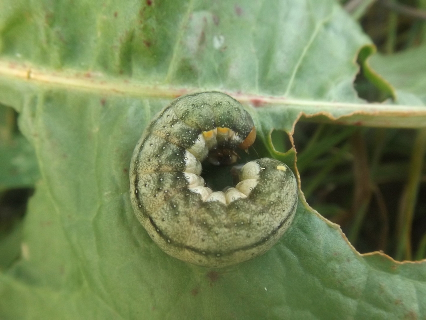 Trachea atriplicis - nyári zöldbagoly