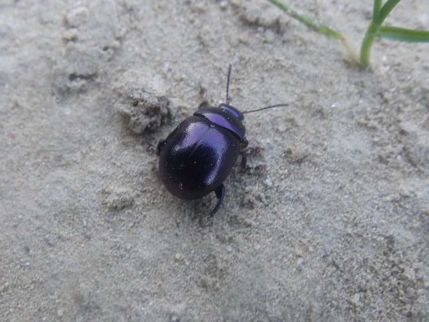 Chrysolina sturmi - vöröslábú levelész