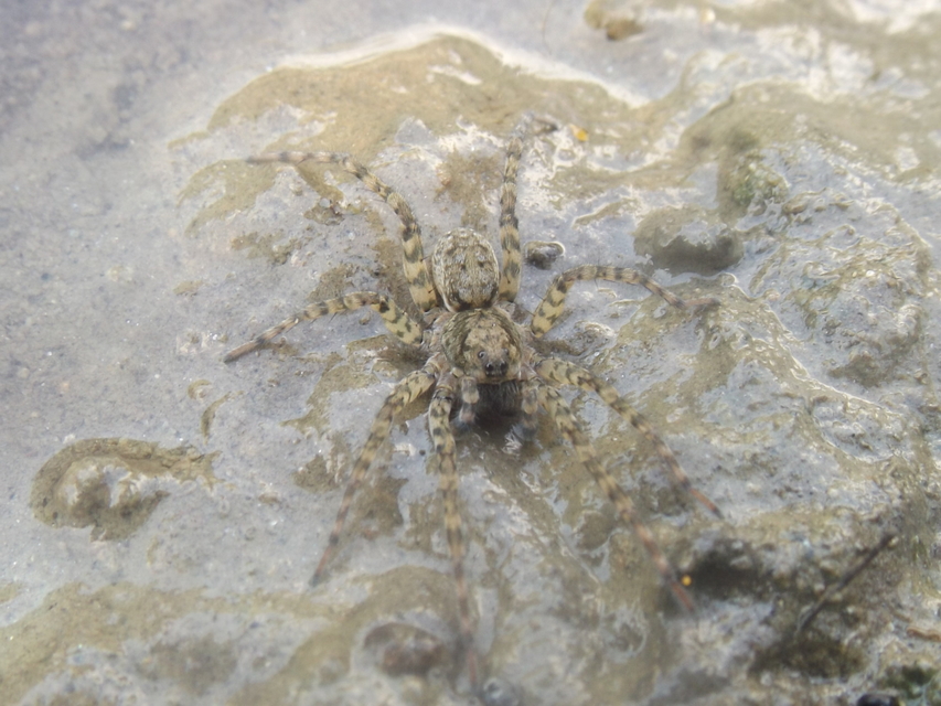 Arctosa maculata