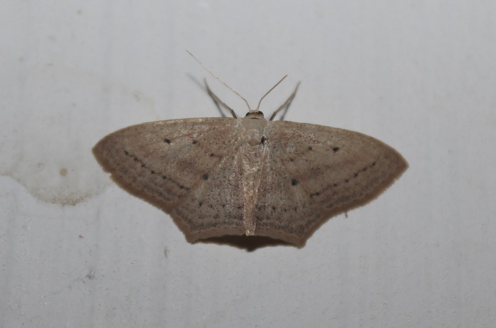 Scopula flaccidaria - alföldi sávosaraszoló