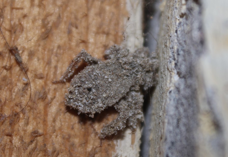 Reduvius personatus - szemetes zugpoloska