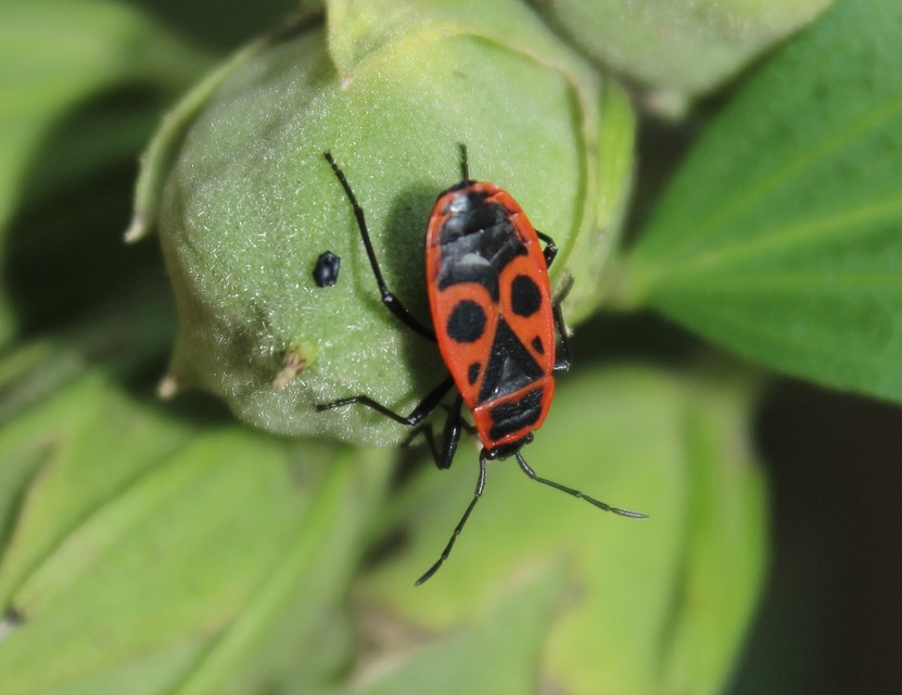 Pyrrhocoris apterus - verőköltő poloska