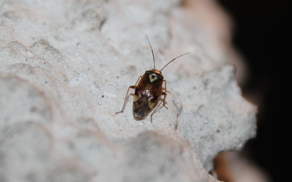 Lygus pratensis - változó mezeipoloska