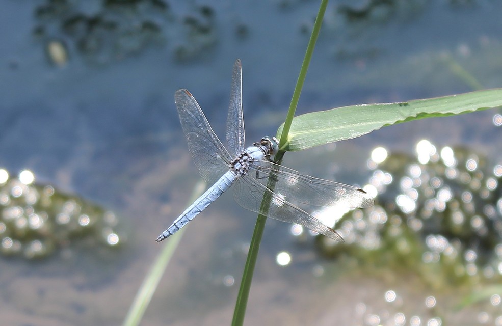 Orthetrum brunneum - pataki pásztorszitakötő