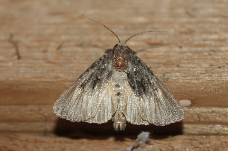 Thalpophila matura - fakó erdeibagoly
