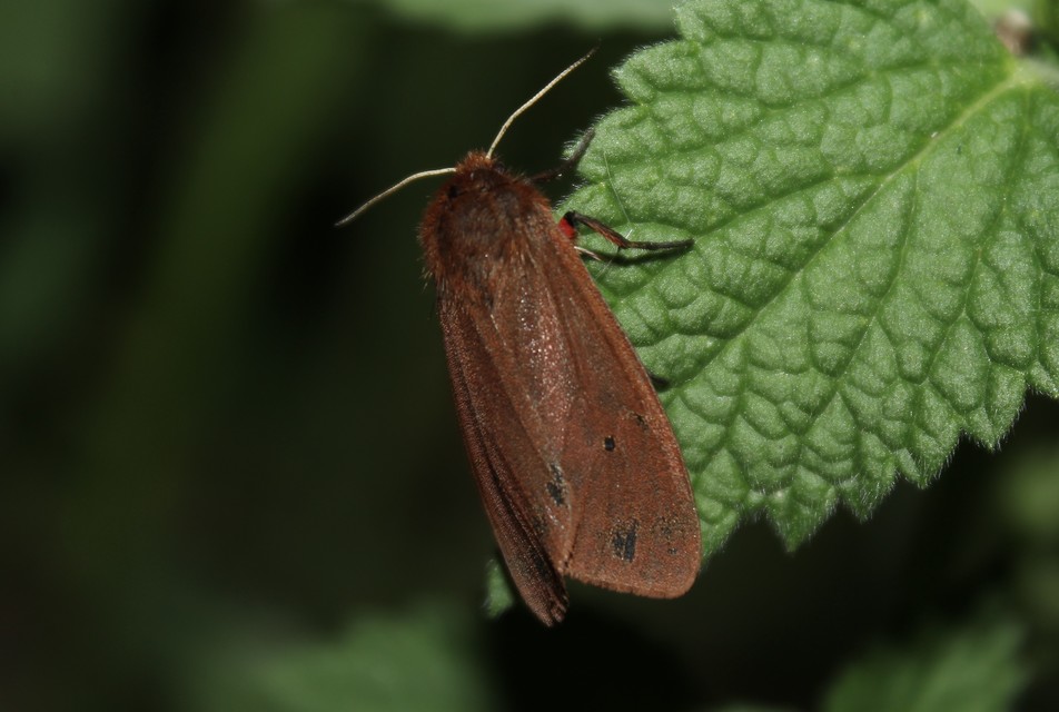 Phragmatobia fuliginosa - füstös medvelepke