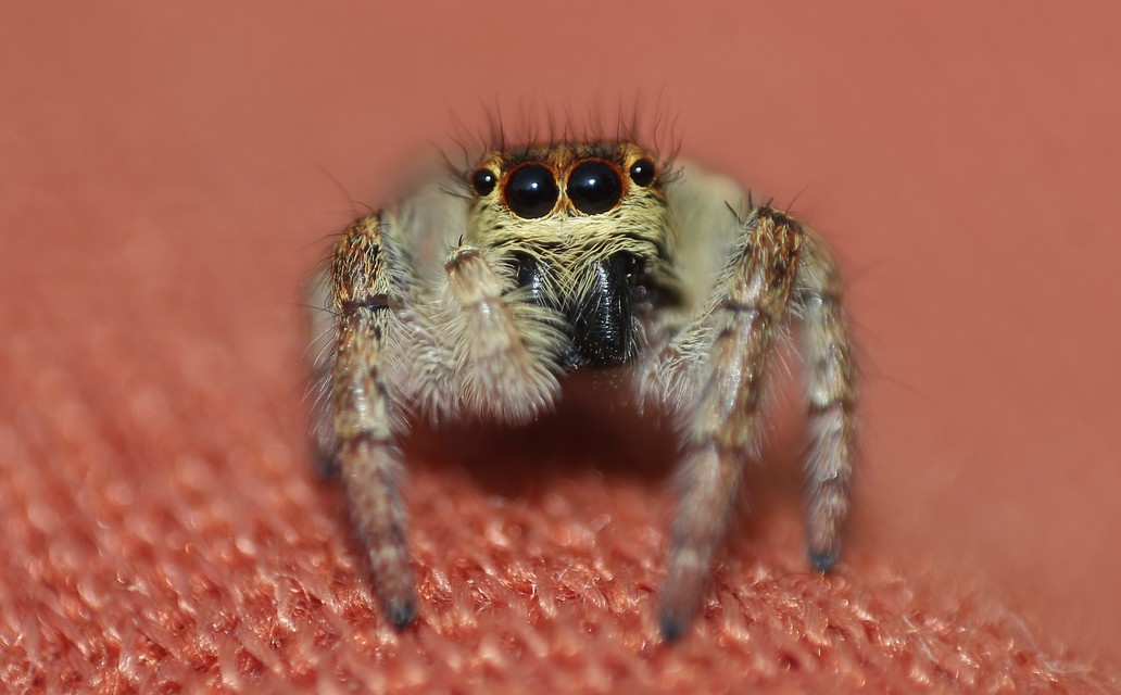 Carrhotus xanthogramma - rozsdás ugrópók