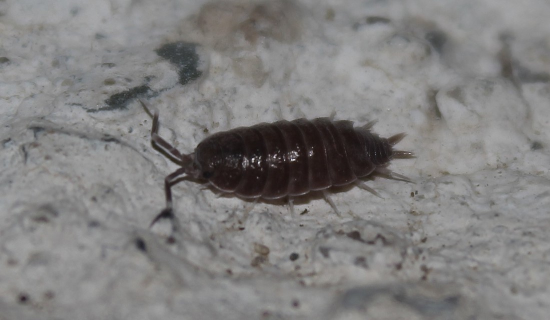 Porcellionides pruinosus - hamvas ászka Porcellionides pruinosus - hamvas ászka