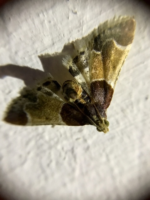 Pyralis farinalis - lisztilonca