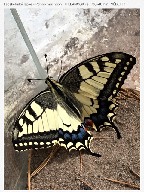 Papilio machaon - fecskefarkú lepke