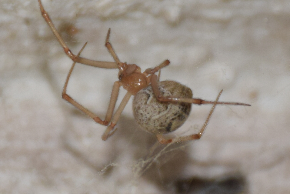 Parasteatoda tepidariorum - üvegházi törpepók
