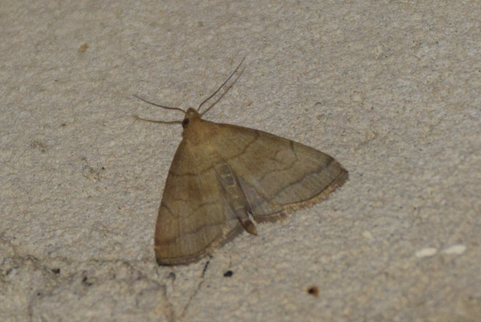 Herminia tarsicrinalis - szőröslábú karcsúbagoly