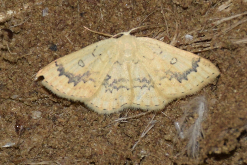 Cyclophora annularia - gyűrűs pettyesaraszoló