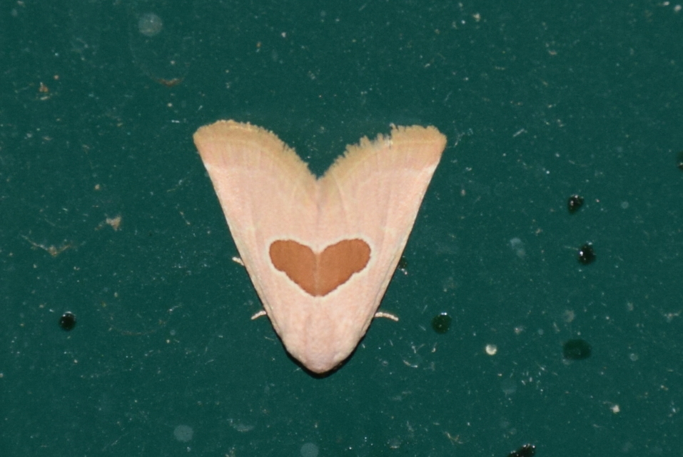 Calymma communimacula - pajzstetűfaló bagoly