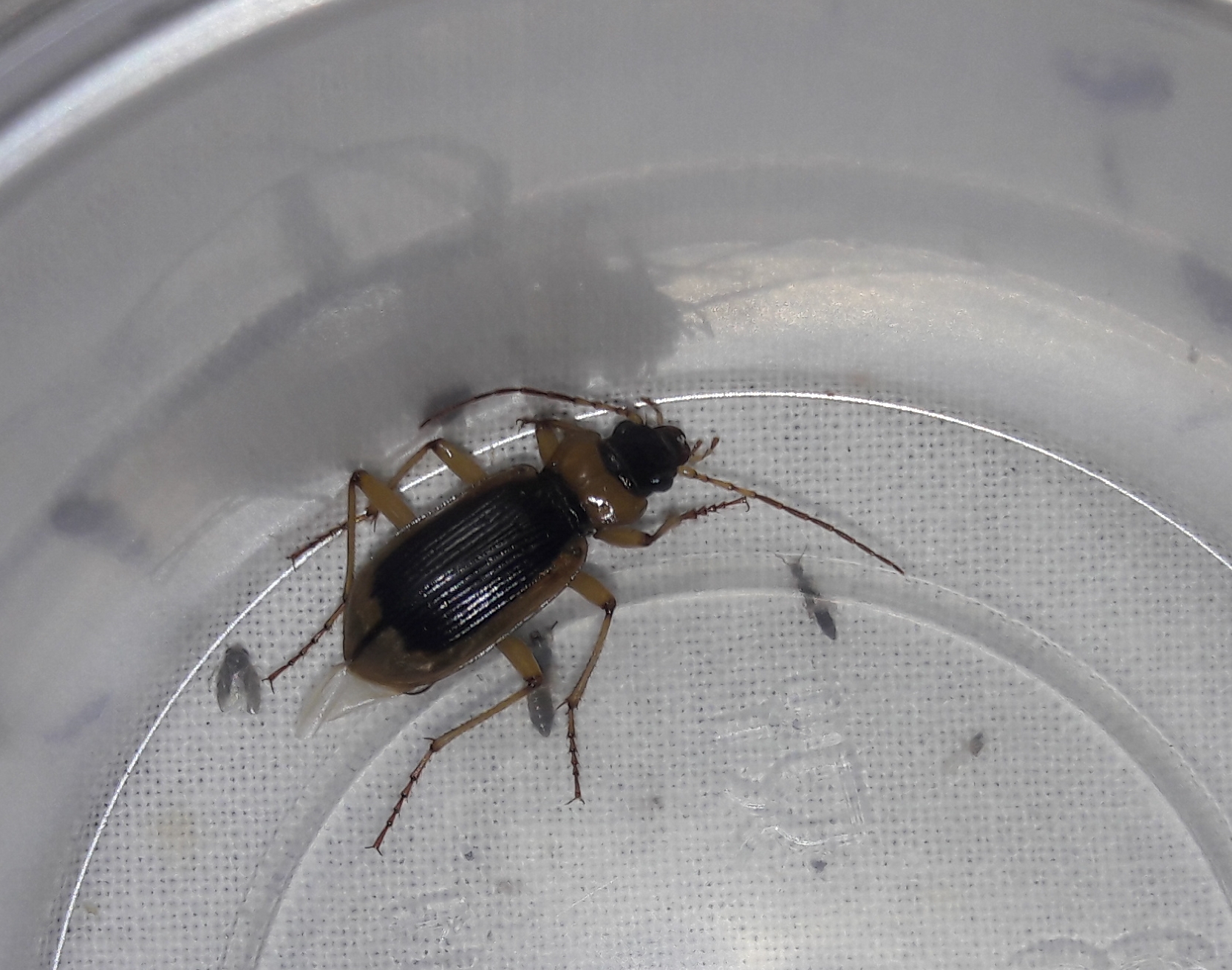 Nebria livida - szegélyes partfutó