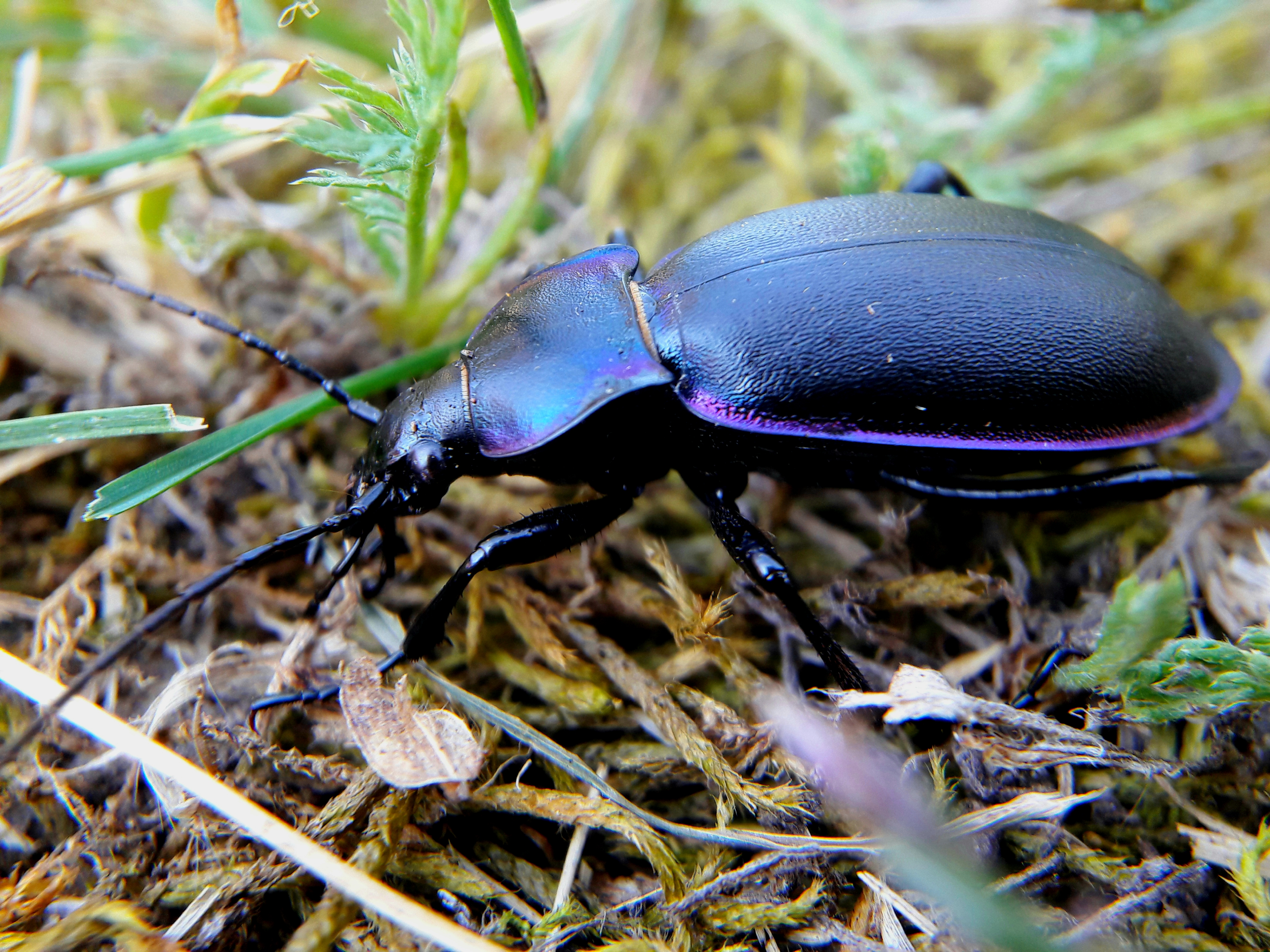 Carabus violaceus pseudoviolaceus - hegyi kékfutrinka