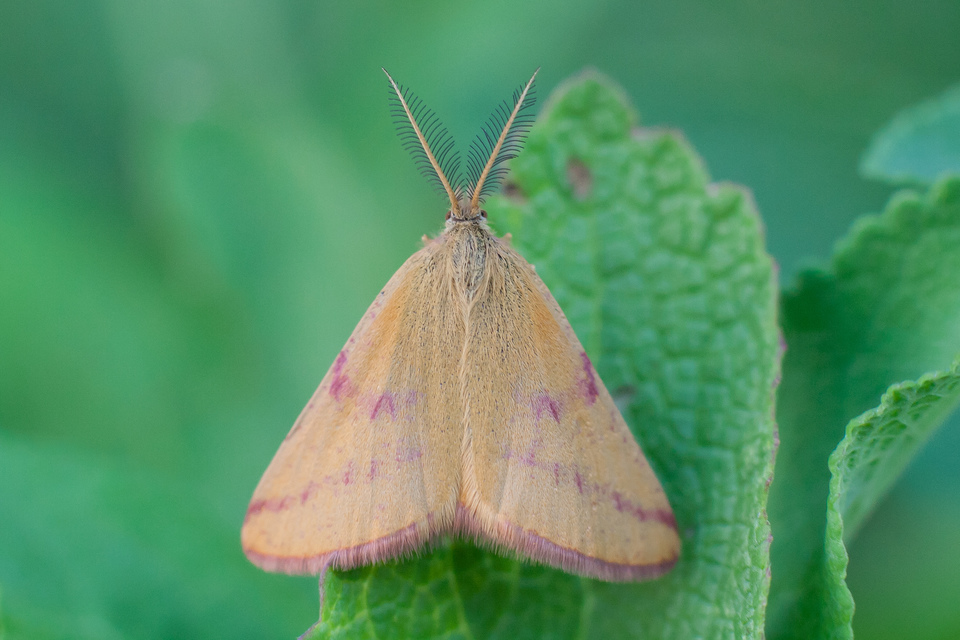Lythria purpuraria - bíborsávos araszoló