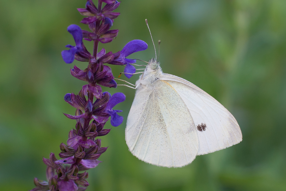 Pieris rapae - répalepke