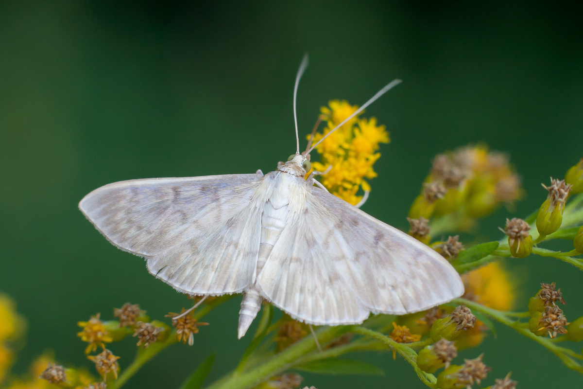 Patania ruralis - csalánevő tűzmoly