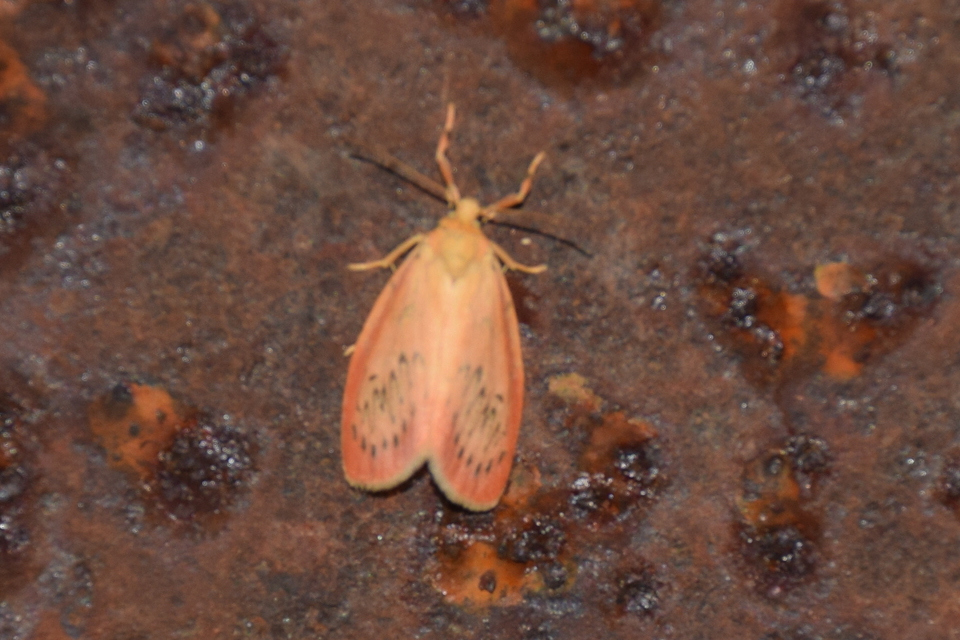 Miltochrista miniata - piros medvelepke