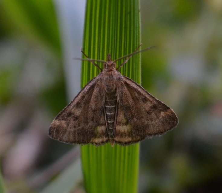 Pyrausta despicata - réti bíbormoly
