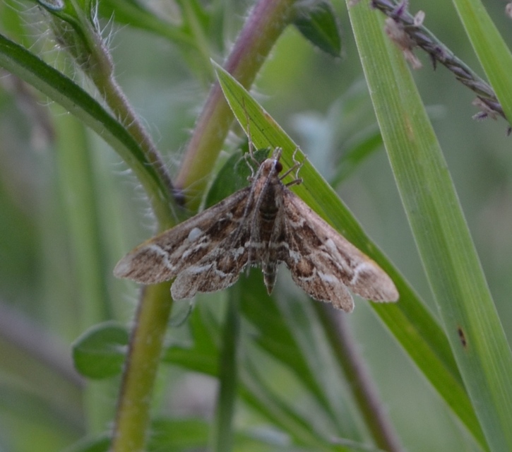 Diasemia reticularis - betűmintás tűzmoly