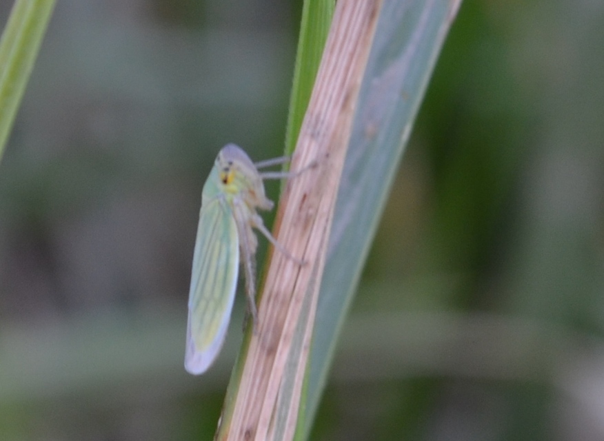 Cicadella viridis - méregzöld kabóca