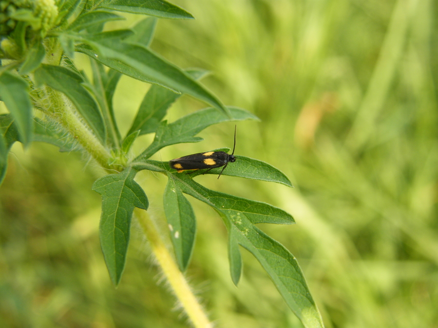 Scythris sinensis - aranyfarú zöldmoly