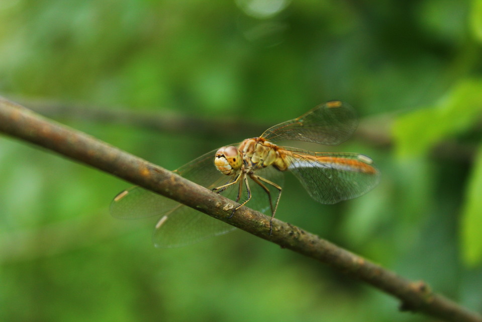 Sympetrum meridionale - fakó katona-szitakötő