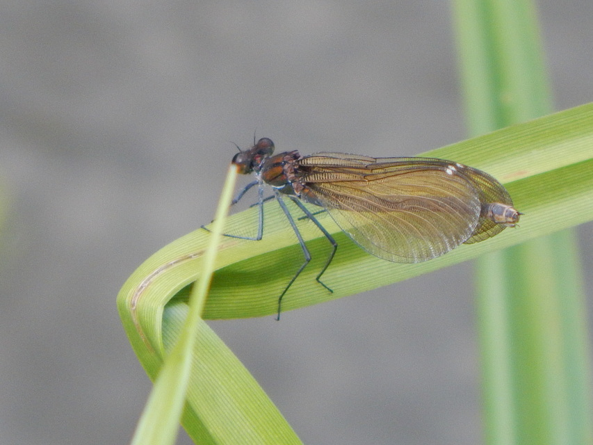 Calopteryx splendens - sávos szitakötő