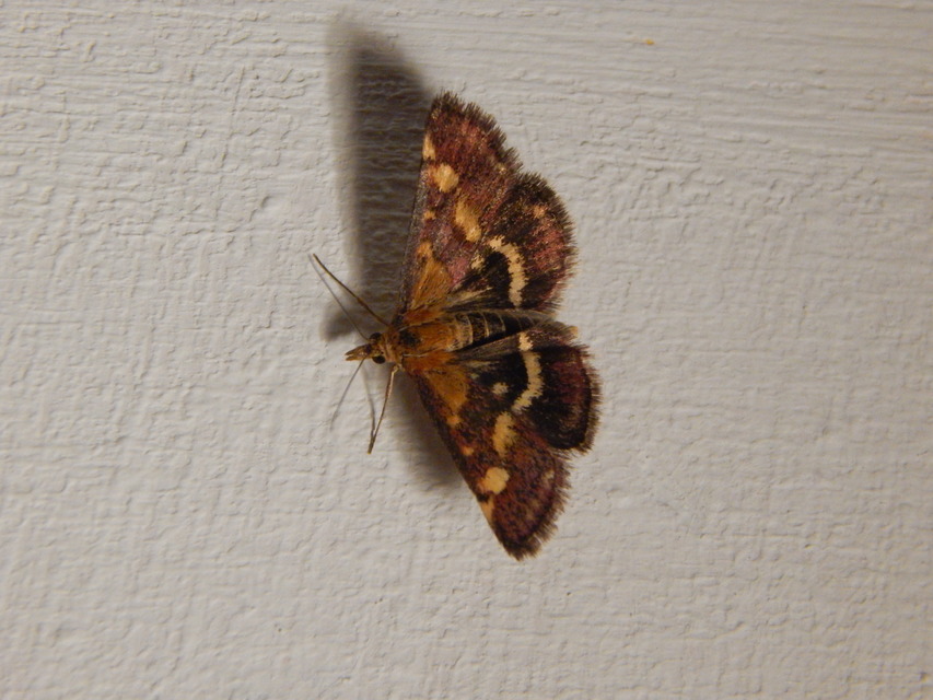Pyrausta purpuralis - közönséges bíbormoly