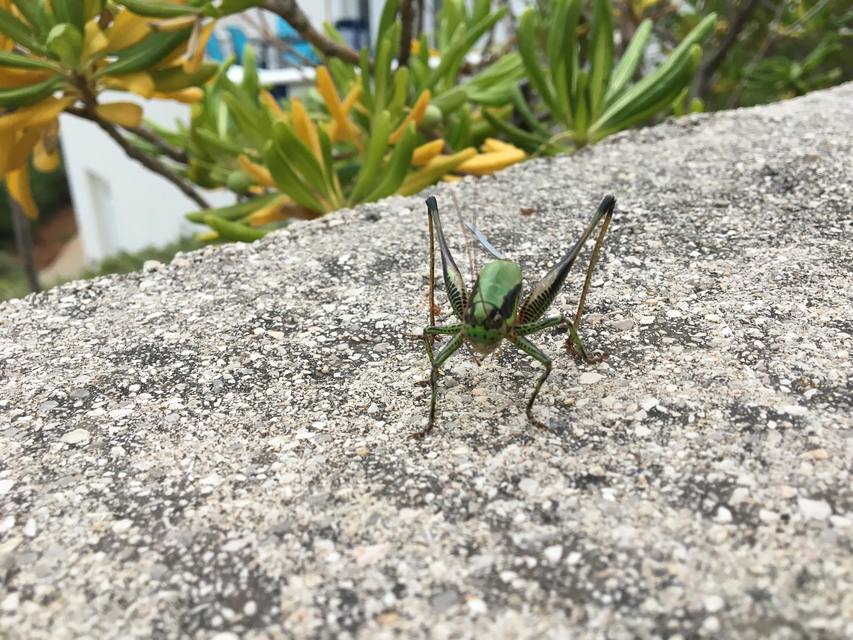 Eupholidoptera